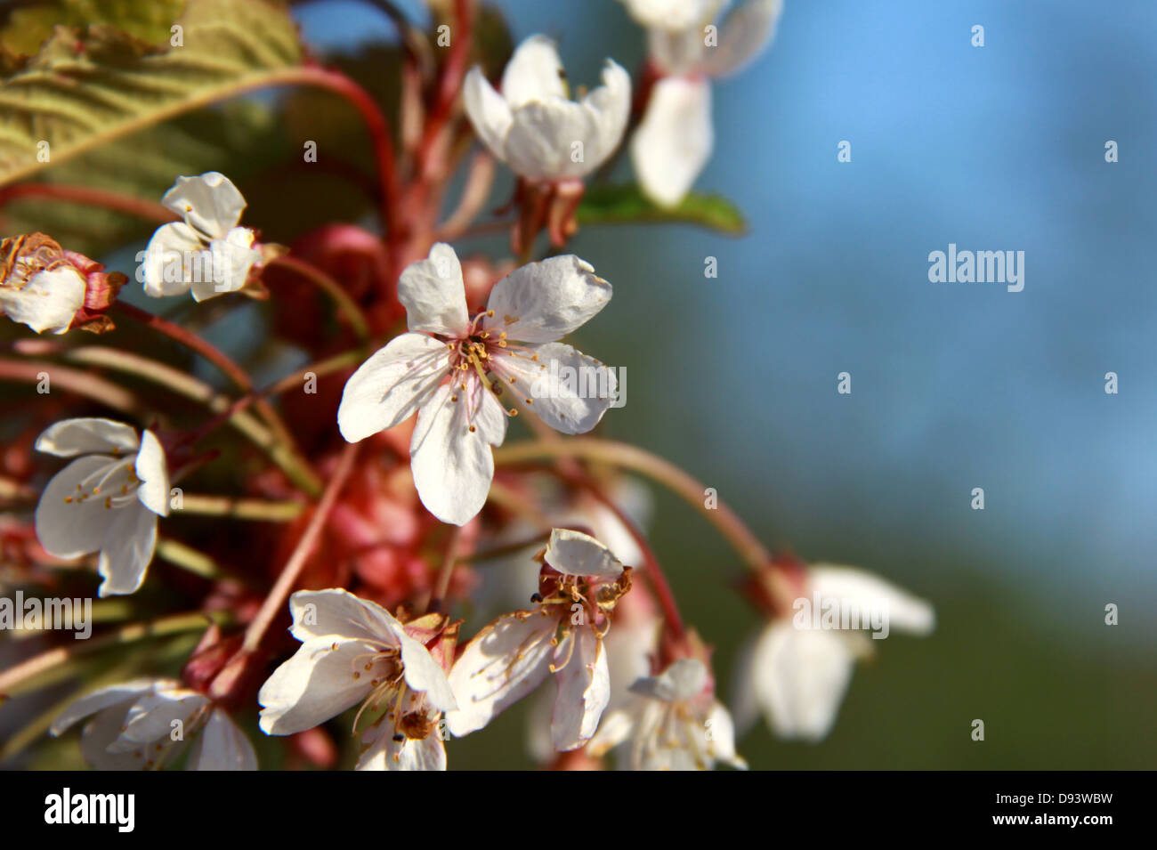 Des fleurs au printemps Banque D'Images