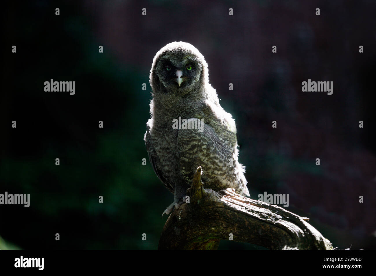 Close-up de chouette lapone Banque D'Images