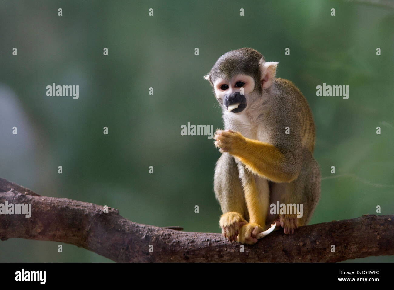 Singe-écureuil et manger assis sur branch Banque D'Images