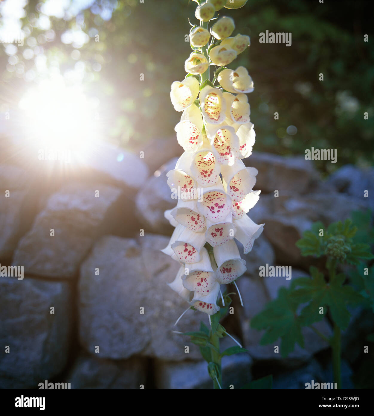 Foxglove par un mur de pierre. Banque D'Images Foxglove par un mur de pierre. Banque D'Images