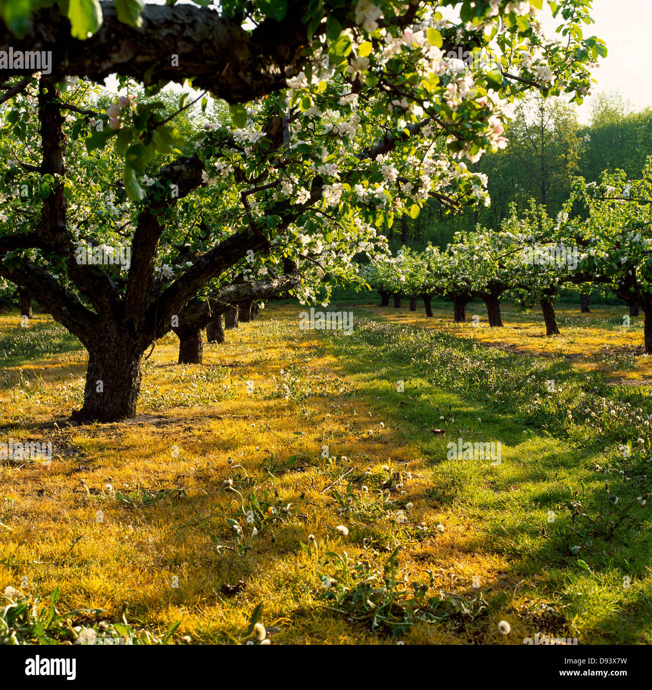 Voir des pommiers dans Orchard Banque D'Images