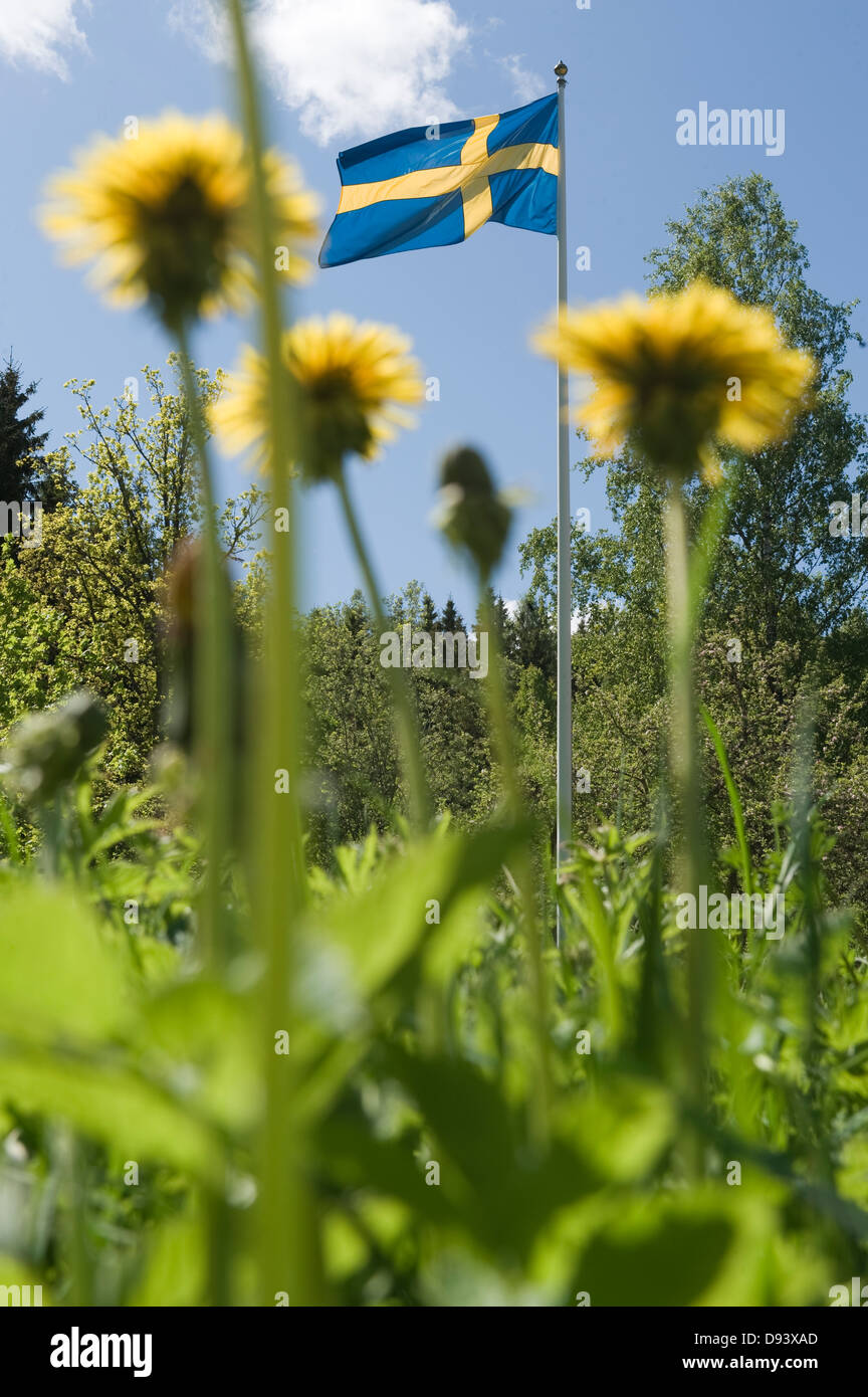 Avis de drapeau suédois avec des arbres et des fleurs tout autour Banque D'Images