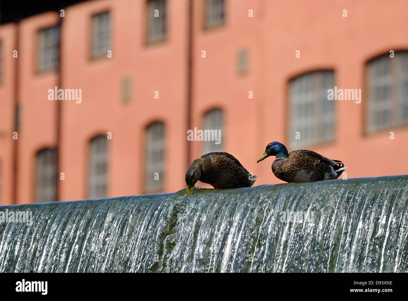 Deux canards l'eau potable de la cascade Banque D'Images