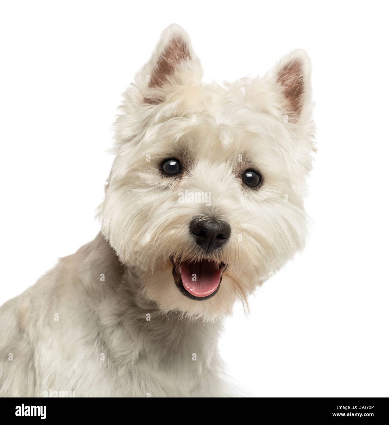 Close-up of a West Highland White Terrier, haletant, 18 mois, contre fond blanc Banque D'Images