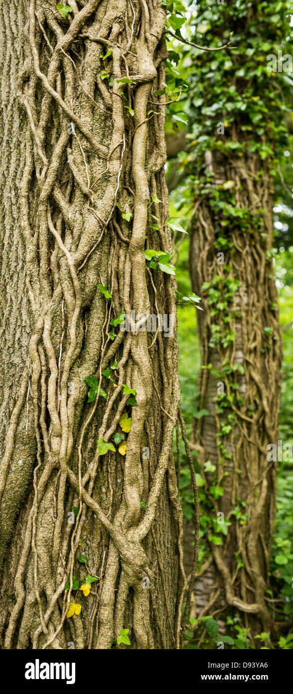 Les lianes de lierre sur un arbre Banque D'Images