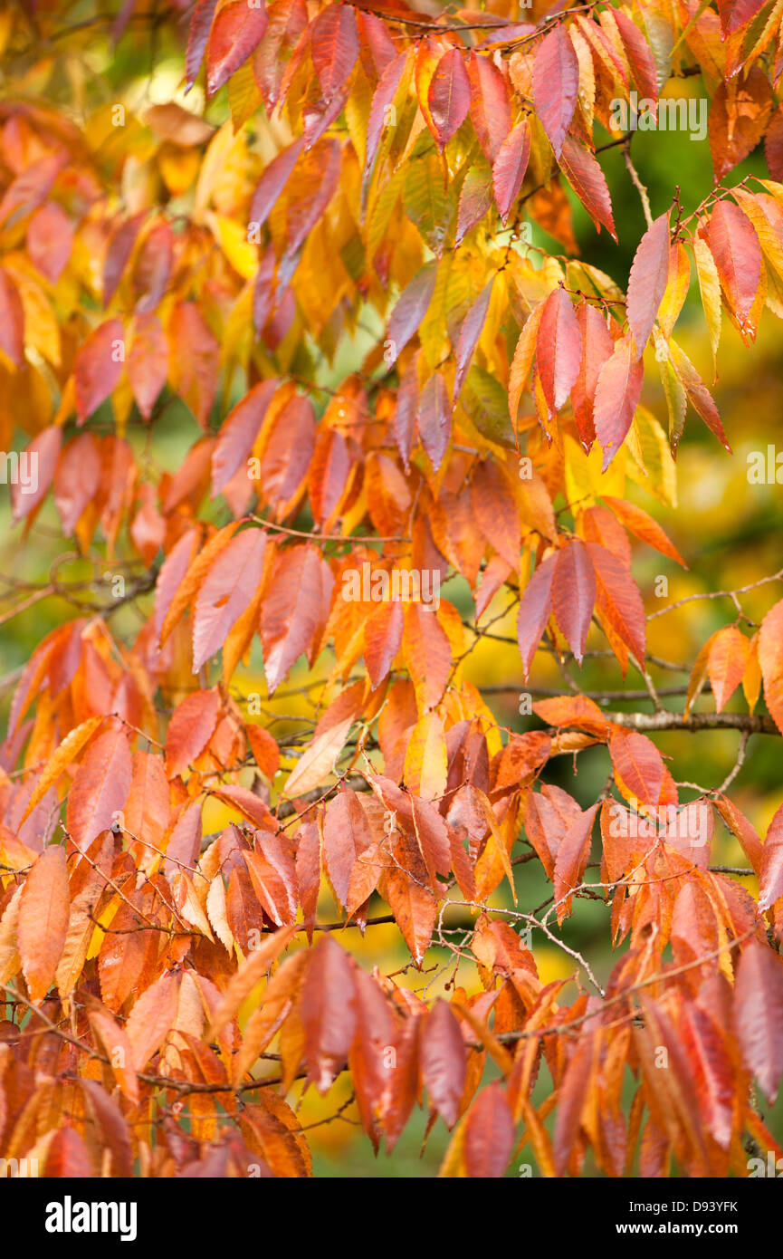 Zelkova serrata, Japanese zelkova ou Keaki en automne, Banque D'Images