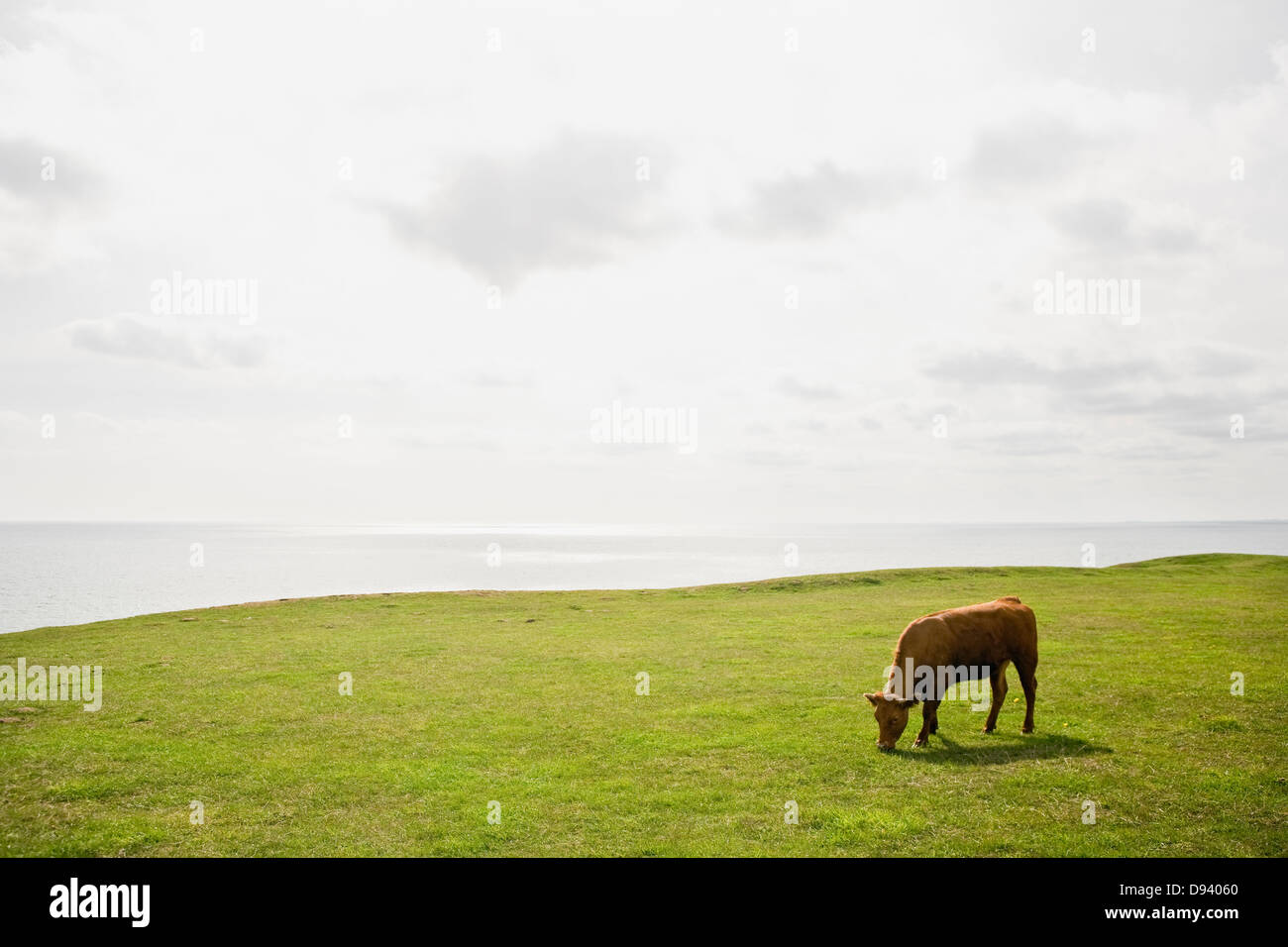 Vache solitaire dans les pâturages par la mer Banque D'Images