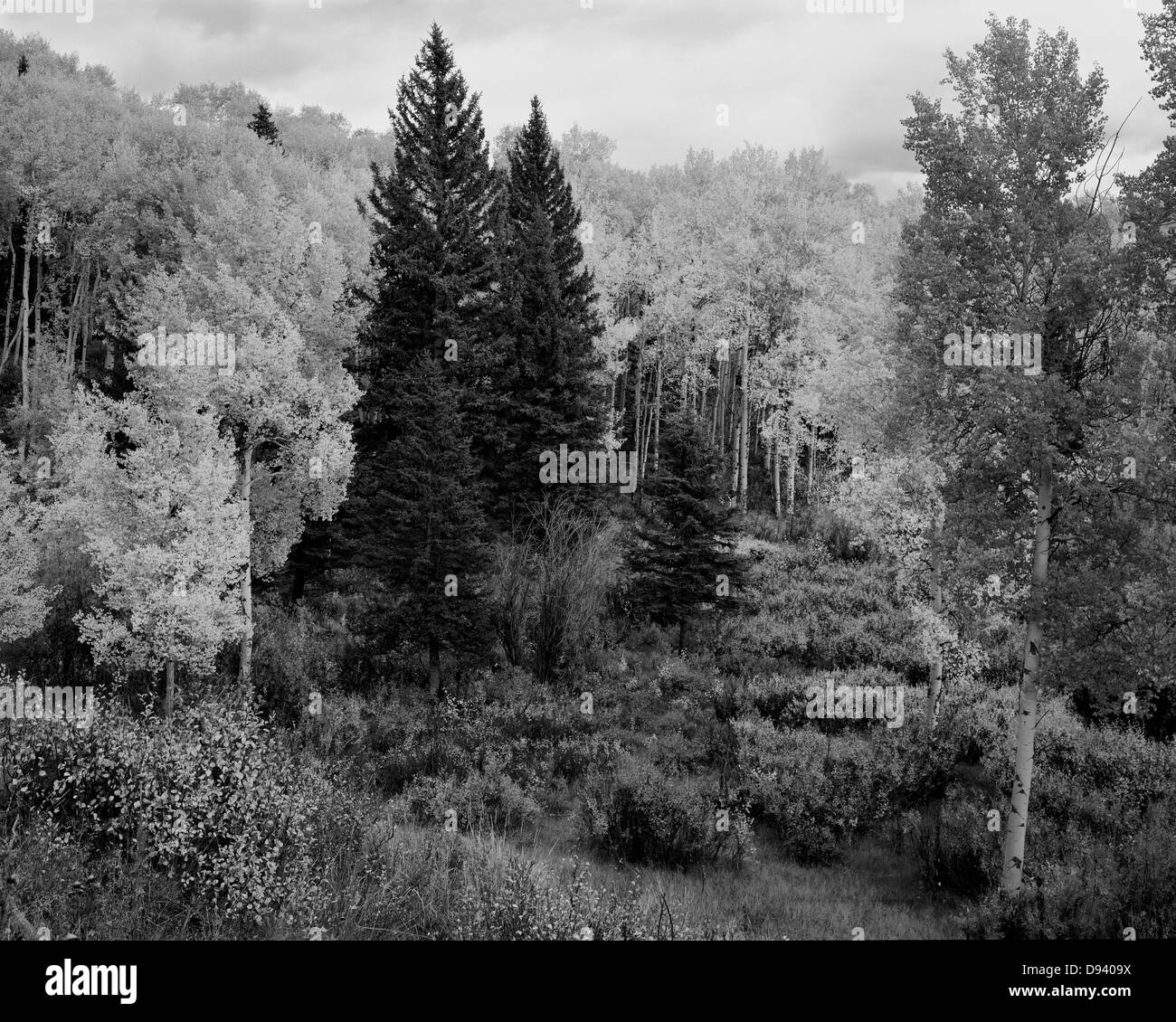 Un petit stand de trembles à porter leur feuillage d'automne entourent certains conifères à Grand Teton National Park, Wyoming. Banque D'Images