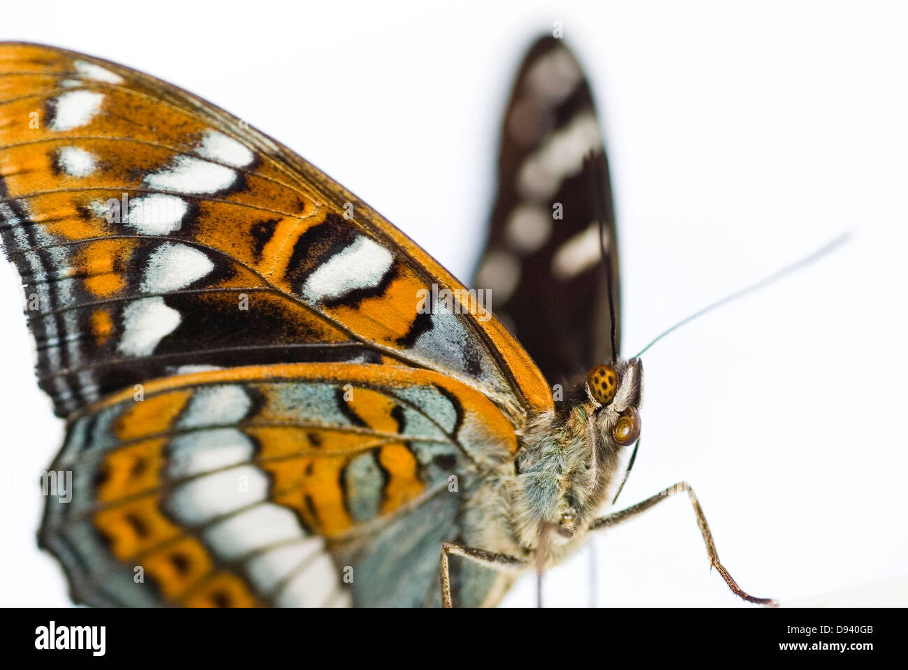 Un amiral peuplier, close-up. Banque D'Images