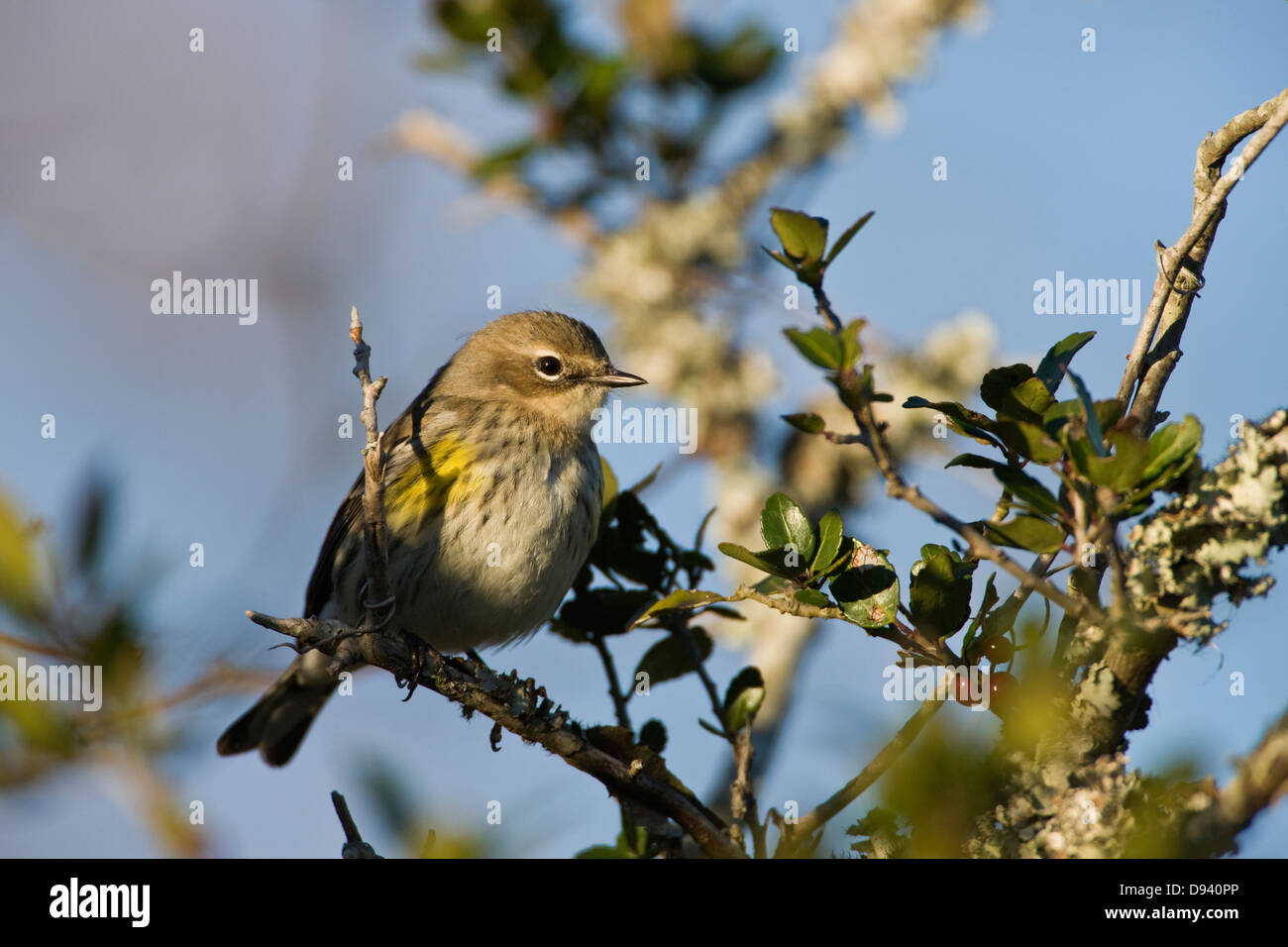 La Paruline à croupion jaune perching on branch Banque D'Images