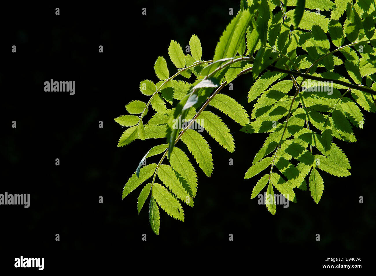 Succursale de Rowan Tree Banque D'Images