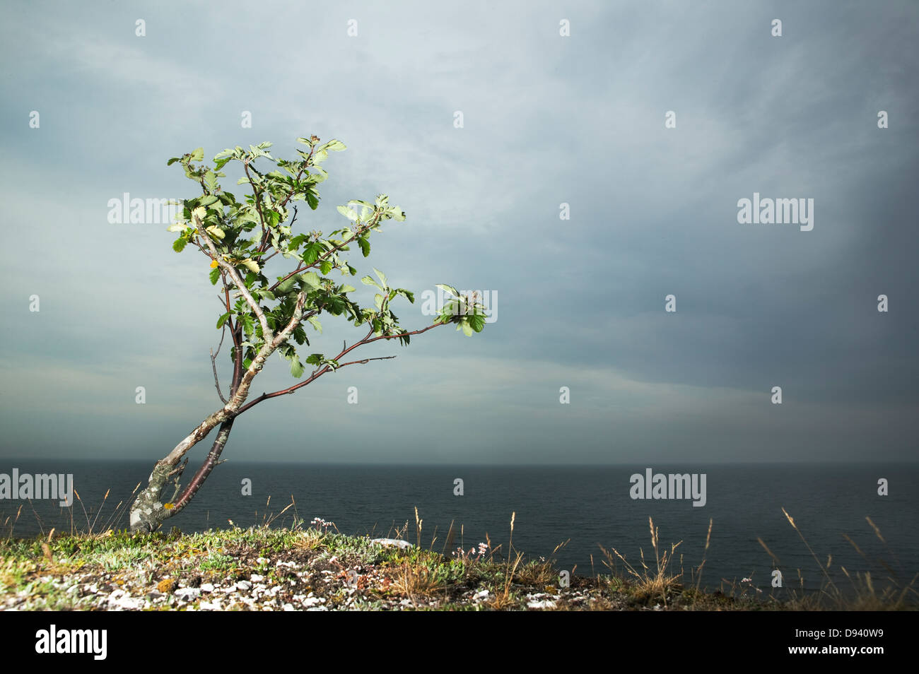 Un arbre par la mer, Gotland, Suède. Banque D'Images