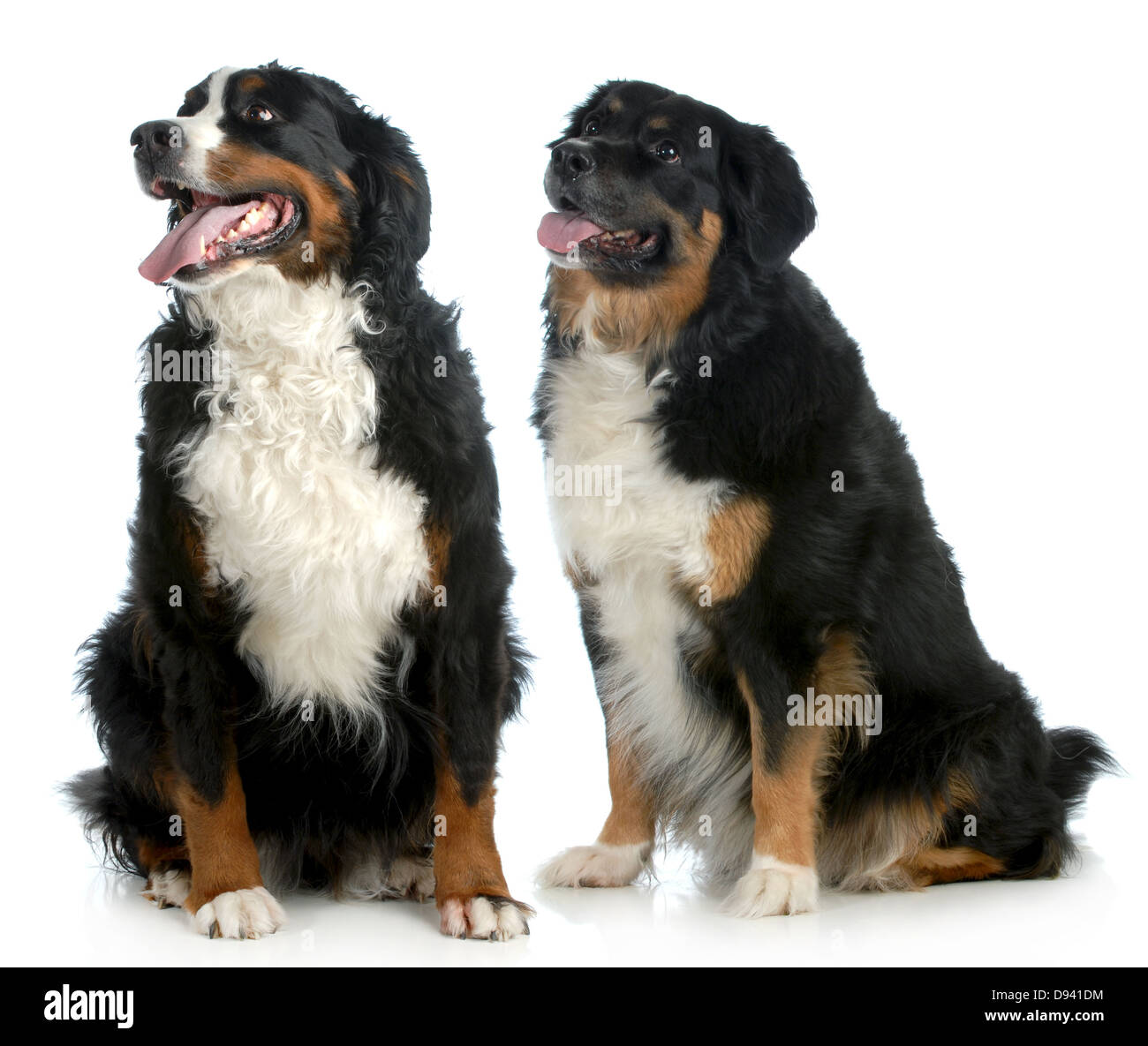 Deux gros chiens - Chiens de type bouvier bernois assis looking up on white background Banque D'Images