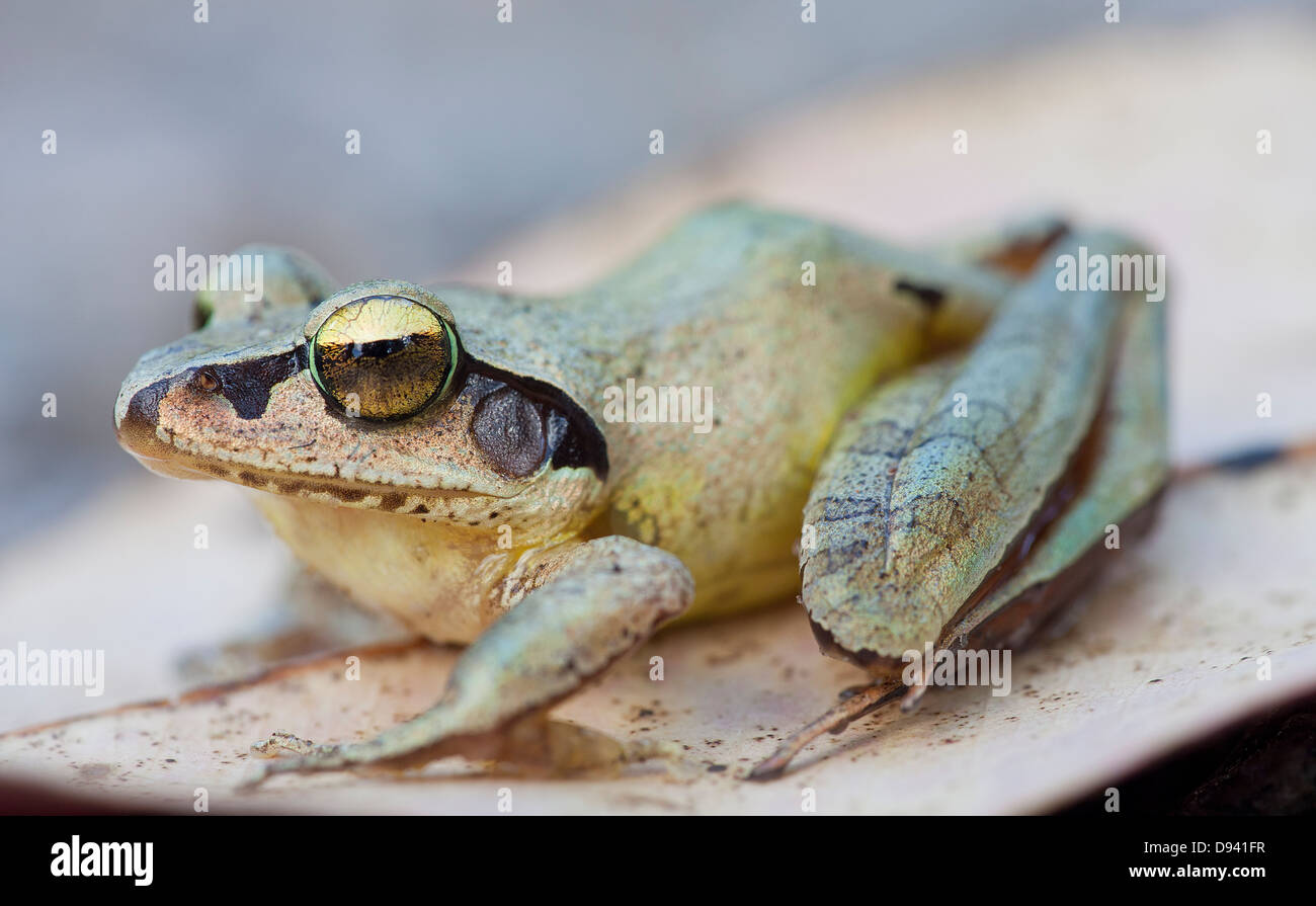 Frog sitting on leaf Banque D'Images