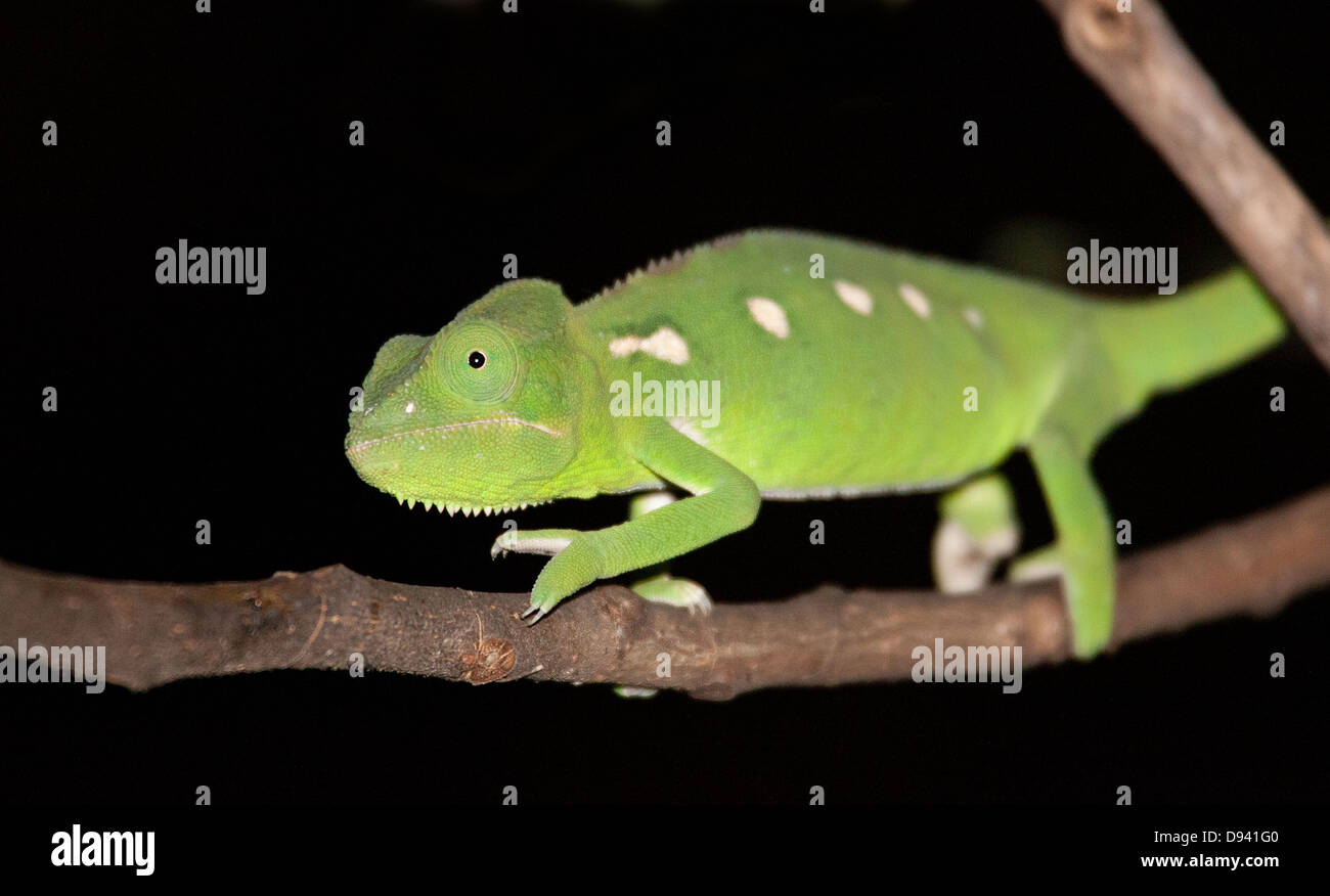 Sur branch caméléon Banque D'Images