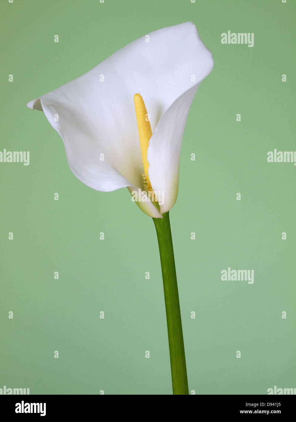 Calla Lily blanc Banque D'Images