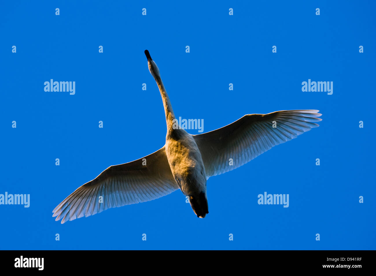 Les oiseaux en plein vol dans le ciel, la Suède. Banque D'Images