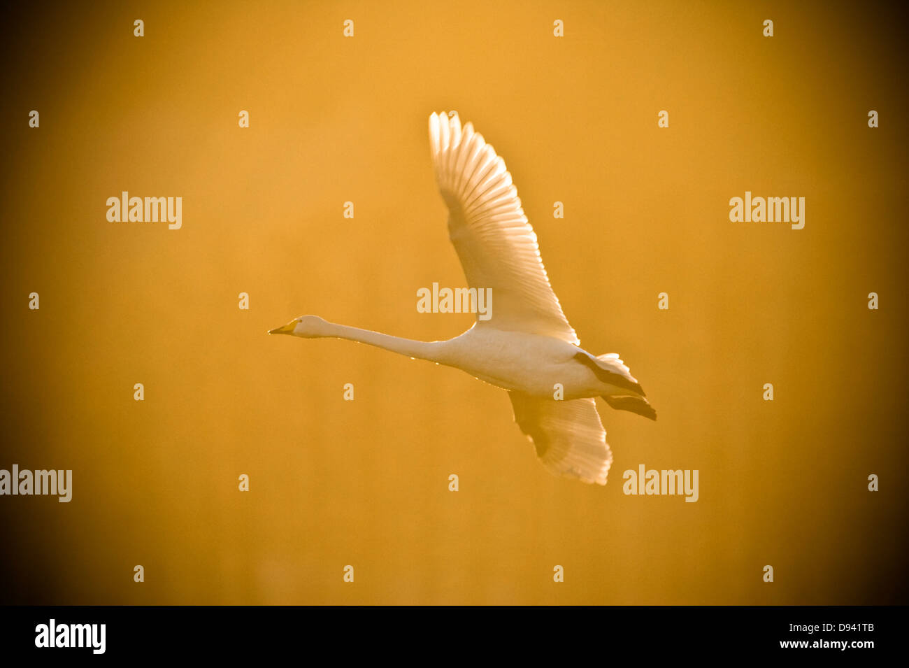 Les oiseaux en plein vol dans le ciel, la Suède. Banque D'Images
