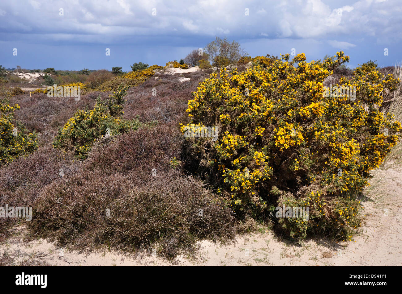 Une vue de Studland Heath de sable avec des dunes, d'ajoncs et de bruyère Banque D'Images