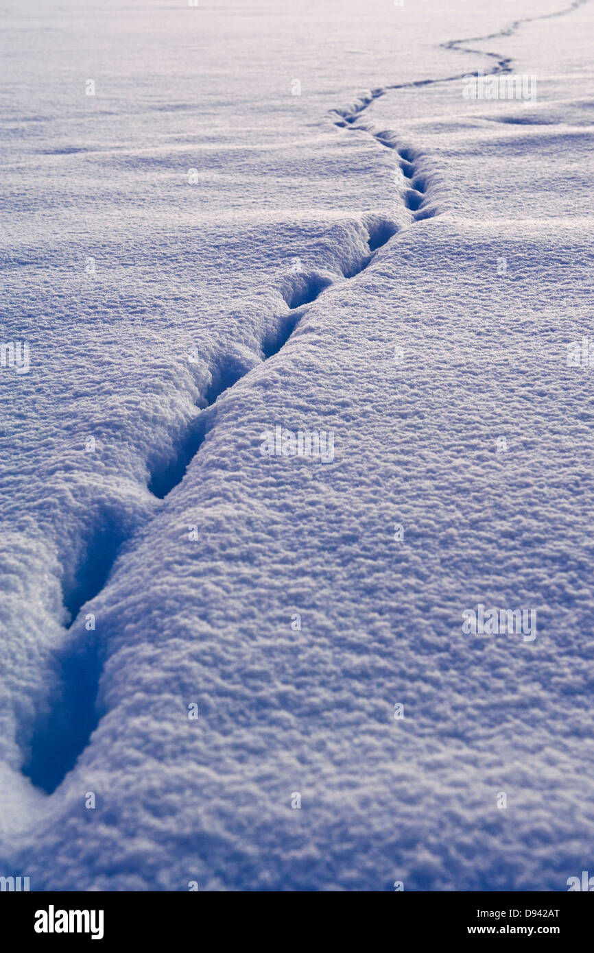 Le suivi des animaux dans la neige Banque D'Images