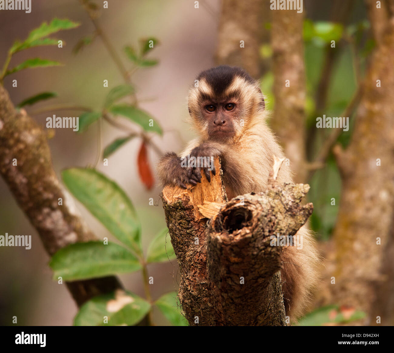 Monkey sitting on branch Banque D'Images