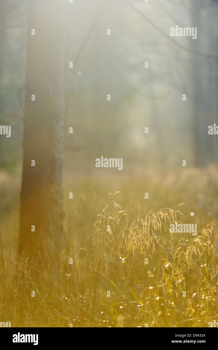 L'herbe et des arbres contre la lumière Banque D'Images