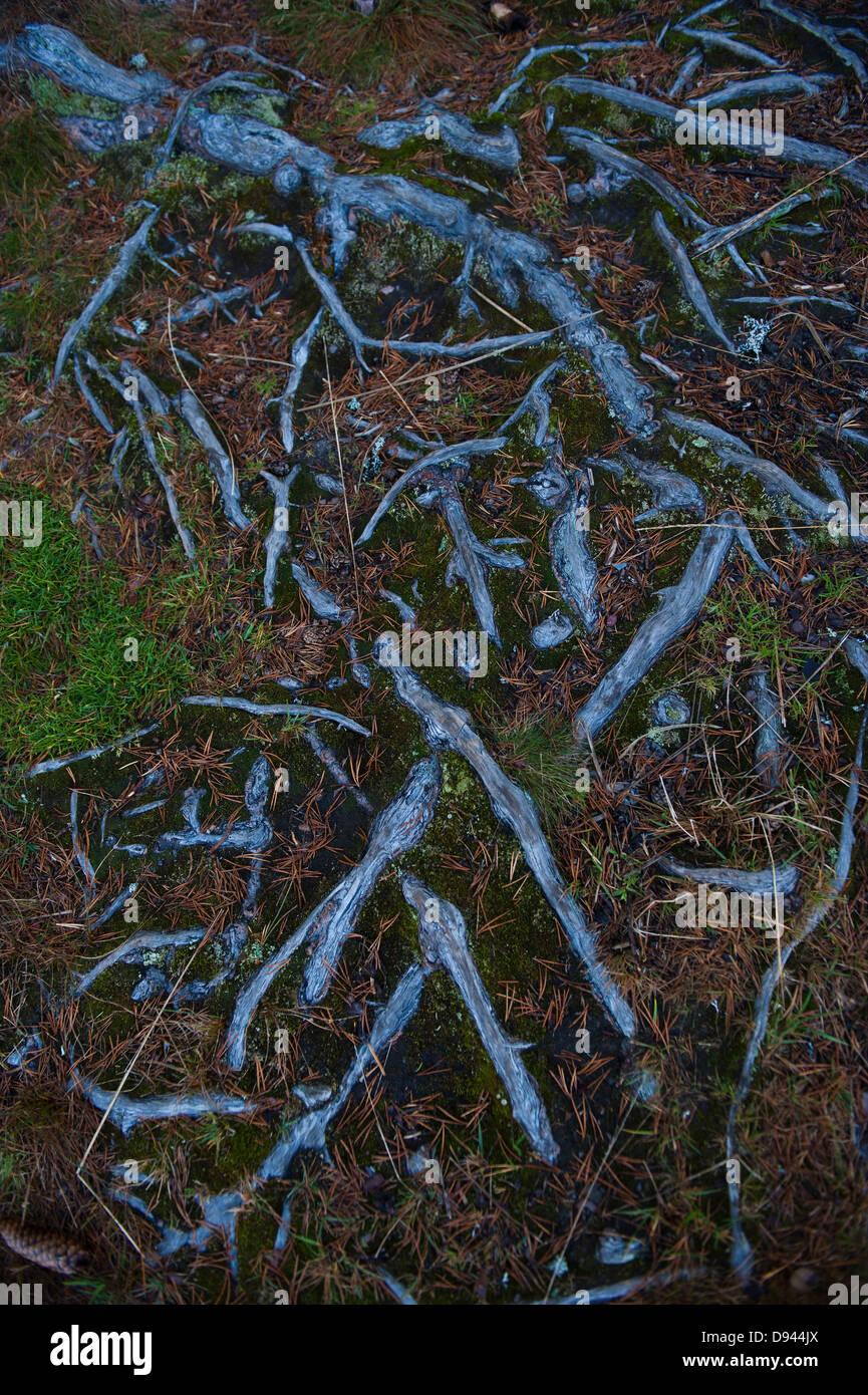 Portrait de racine sous sol Banque D'Images