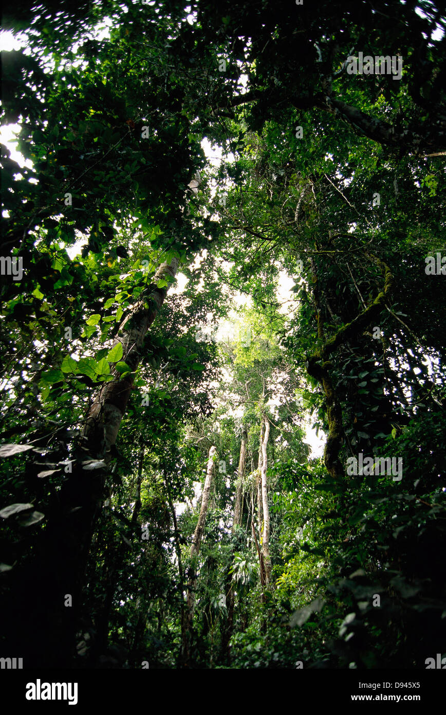 Arbres d'une forêt tropicale, l'Équateur. Banque D'Images