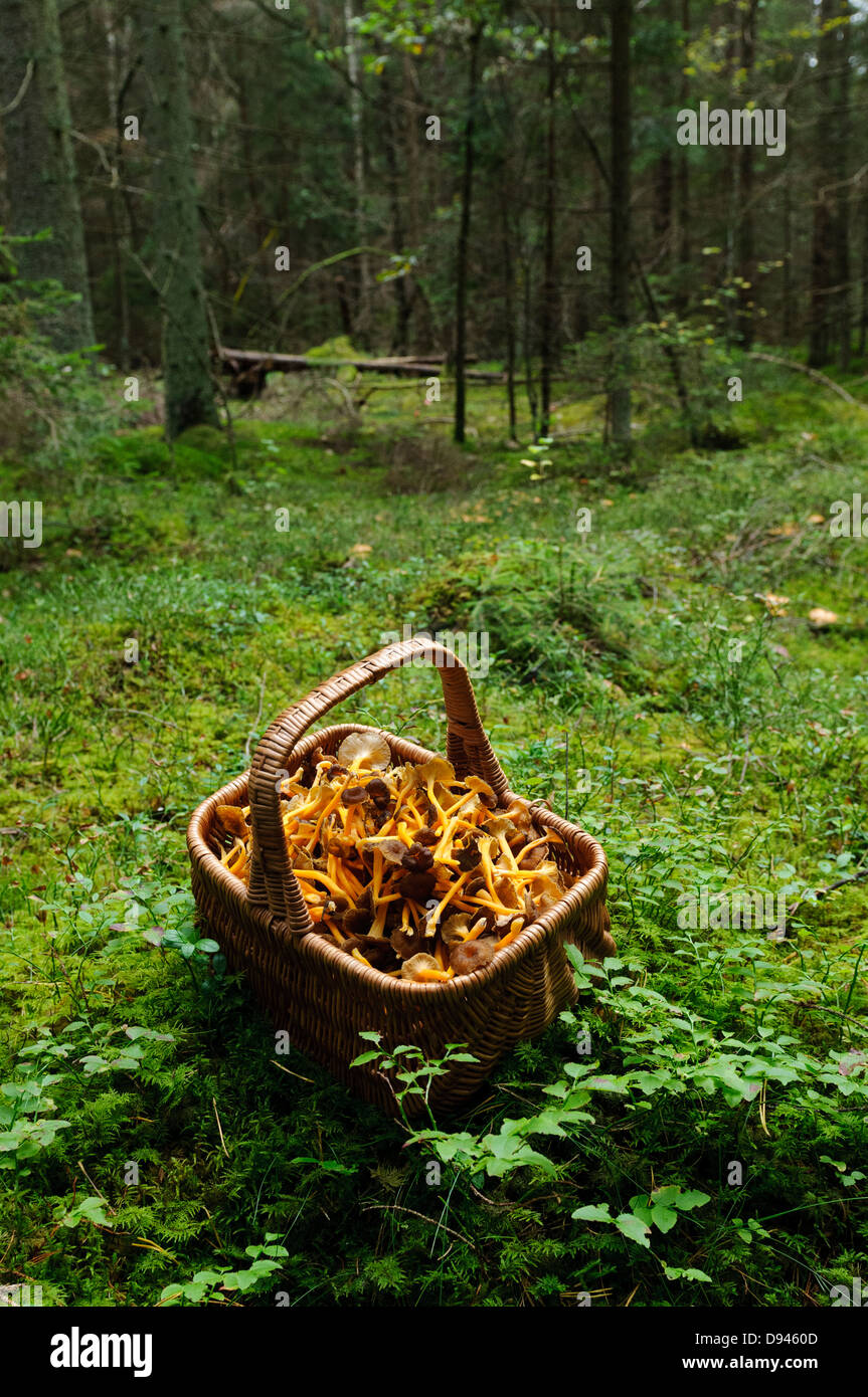 Panier plein de girolles en forêt Banque D'Images