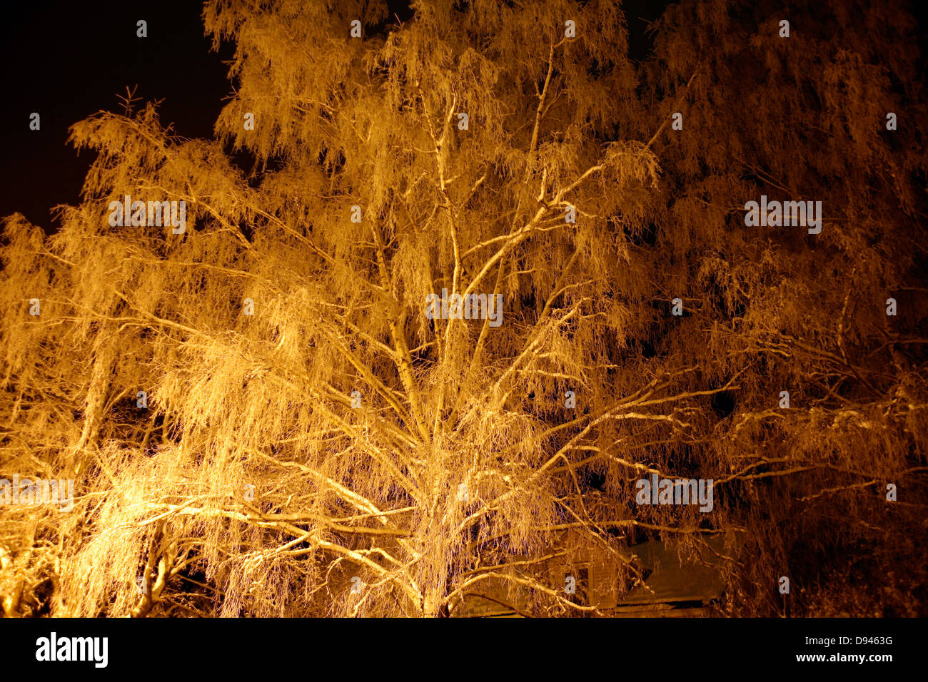 Frosty arbres dans la nuit. Banque D'Images