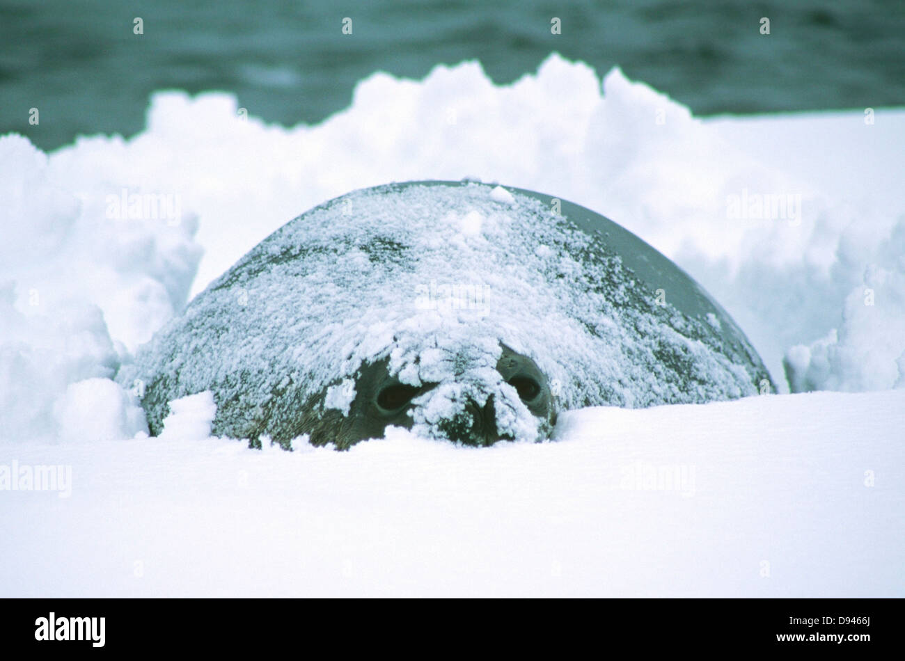 Un joint dans la neige, la Géorgie du Sud. Banque D'Images