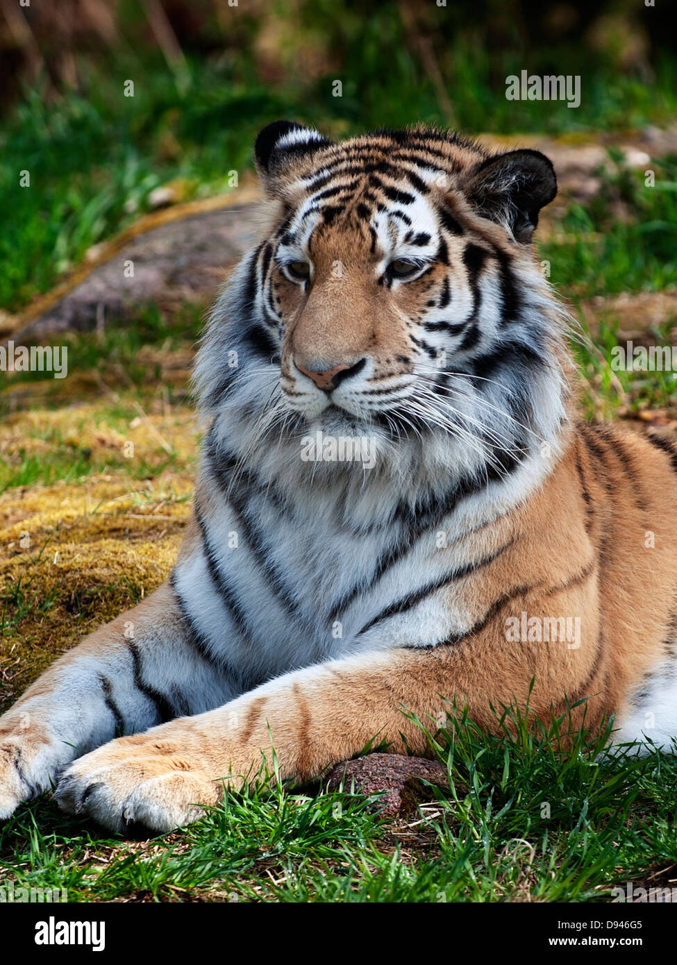 Tigre au repos Banque D'Images