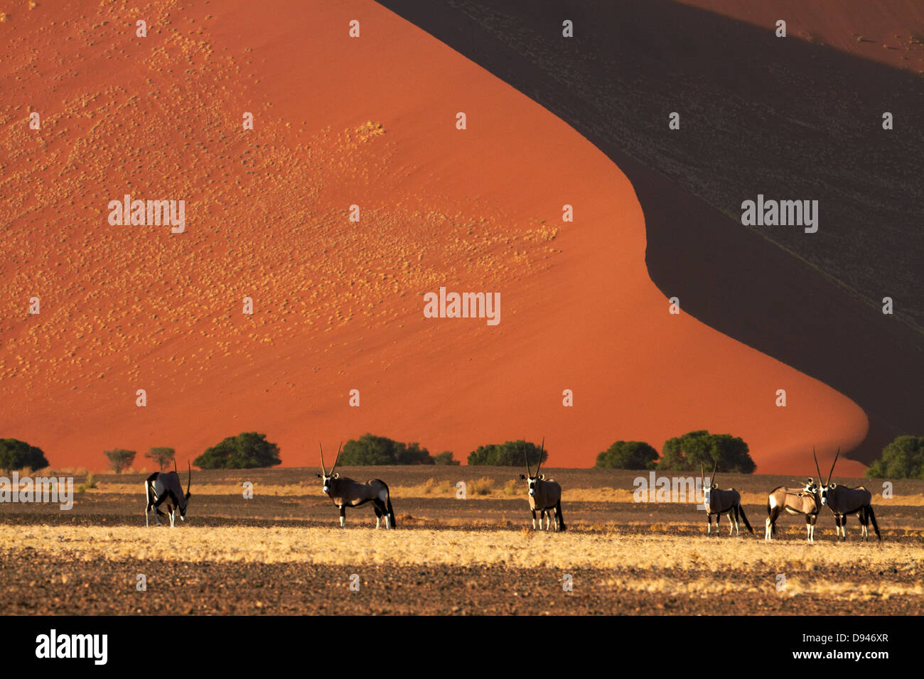 Gemsbok (Oryx), et des dunes de sable, Namib-Naukluft National Park, Namibie, Afrique Banque D'Images