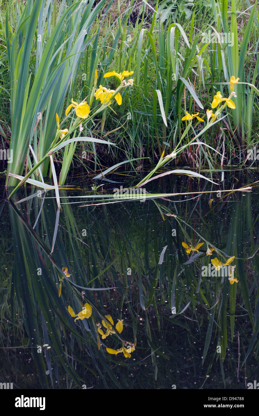 Iris jaunes, également connu sous le nom de drapeau jaune (Iris pseudacorus) reflète dans l'eau sombre Banque D'Images