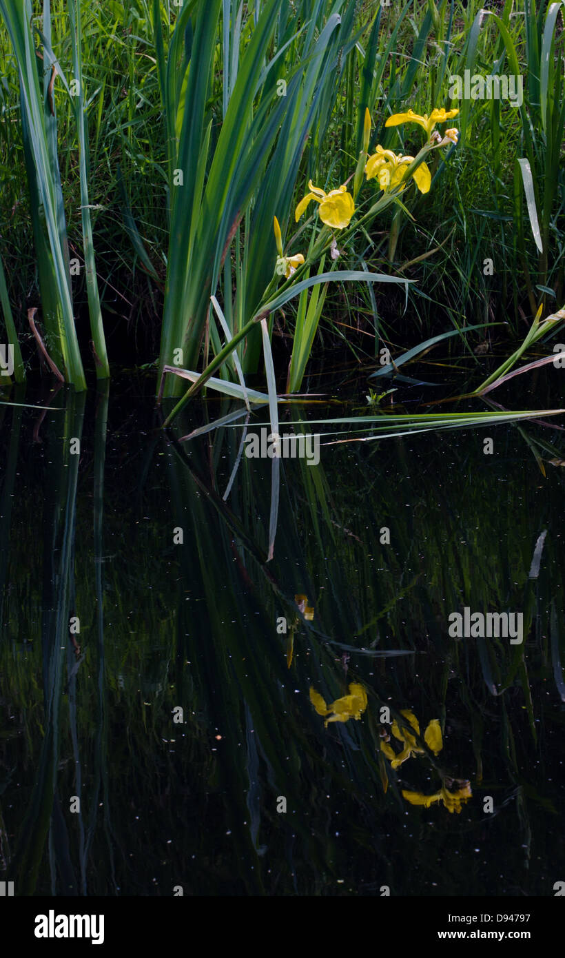 Iris jaune, également connu sous le nom de drapeau jaune (Iris pseudacorus) reflète dans l'eau sombre Banque D'Images