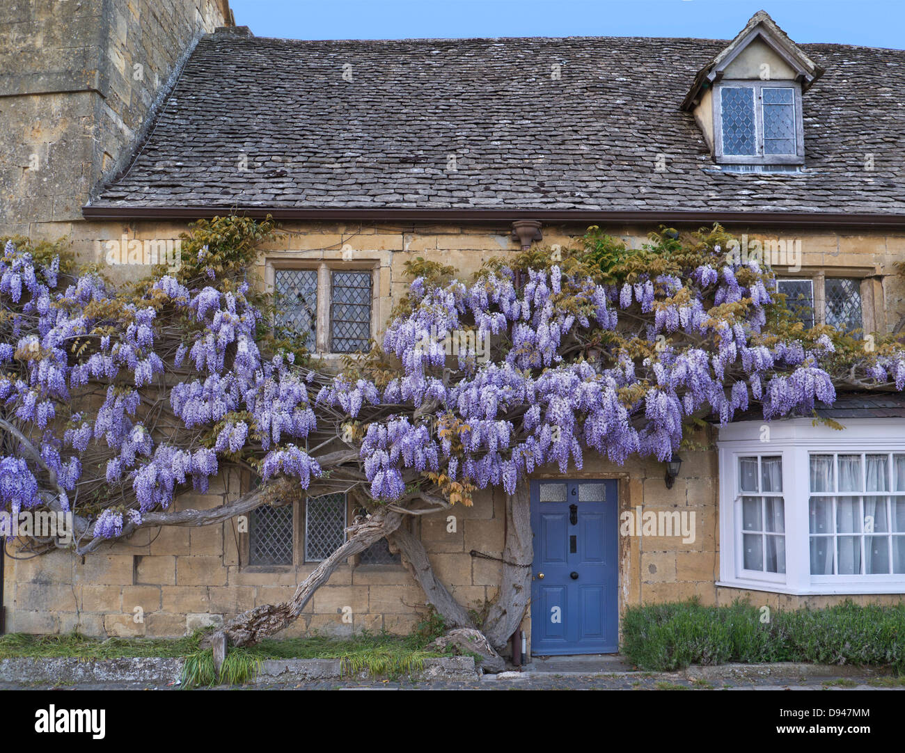 Wisteria sur le mur de chalet historique dans le centre du village de Broadway Cotswolds Angleterre Worcestershire Royaume-Uni Banque D'Images