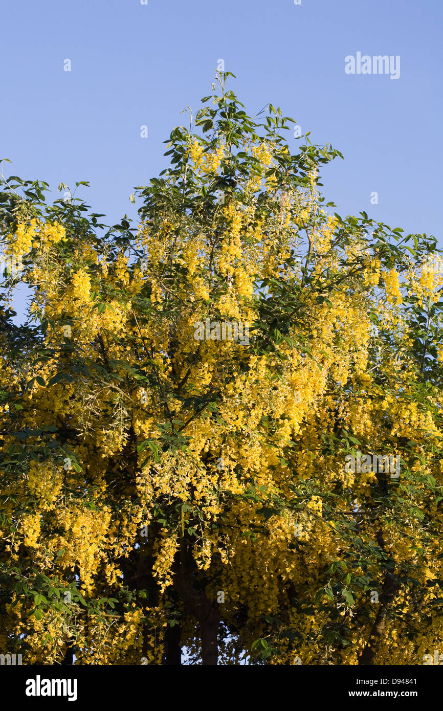Laburnum floraison arbre dans le soleil du soir. Banque D'Images