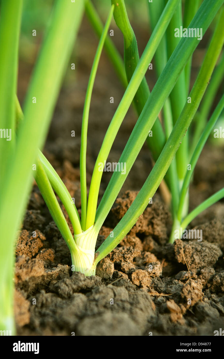 Oignon de printemps dans le jardin. Les jeunes de l'oignon vert en potager, Close up. Banque D'Images