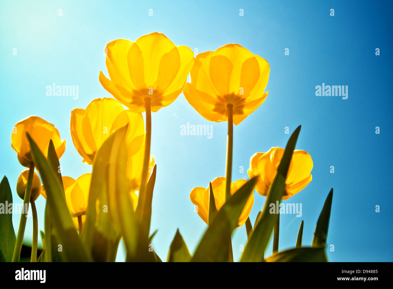 Tulipes jaunes sur un fond de ciel bleu. Arrière-plan de la campagne de printemps. Banque D'Images