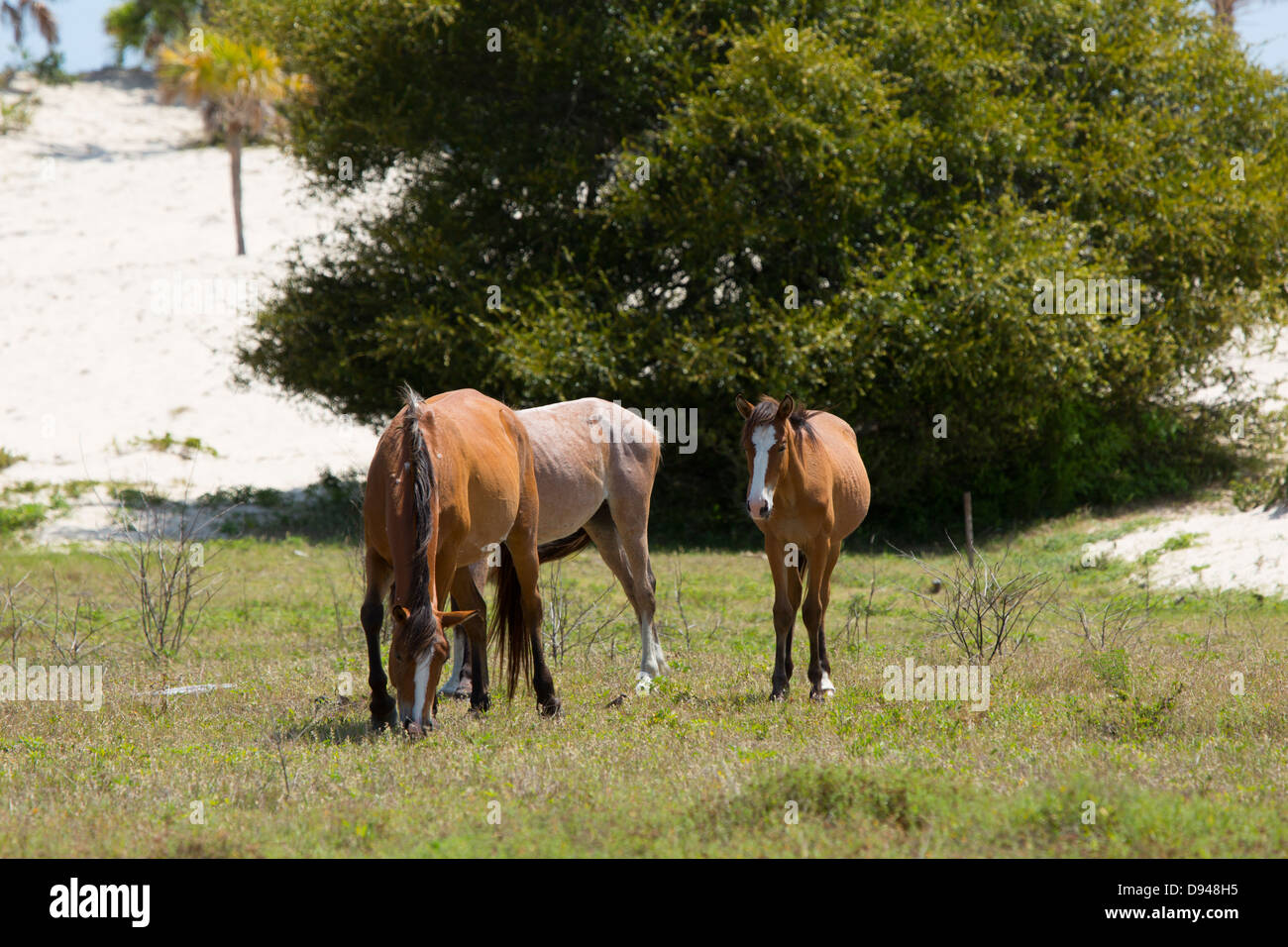 Les chevaux sauvages, Cumberland Island, en Géorgie. Banque D'Images