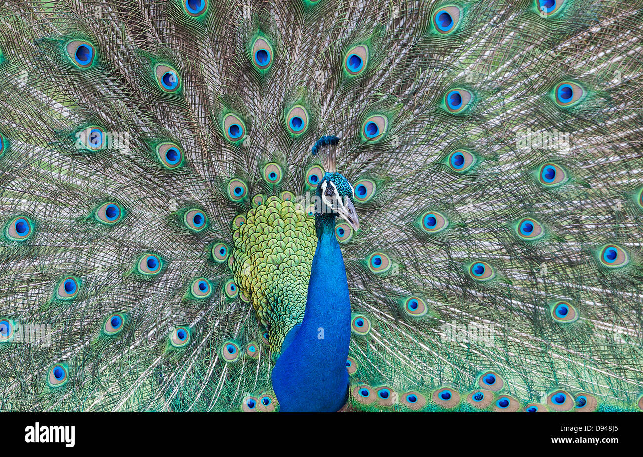 Granules Banque D'Images