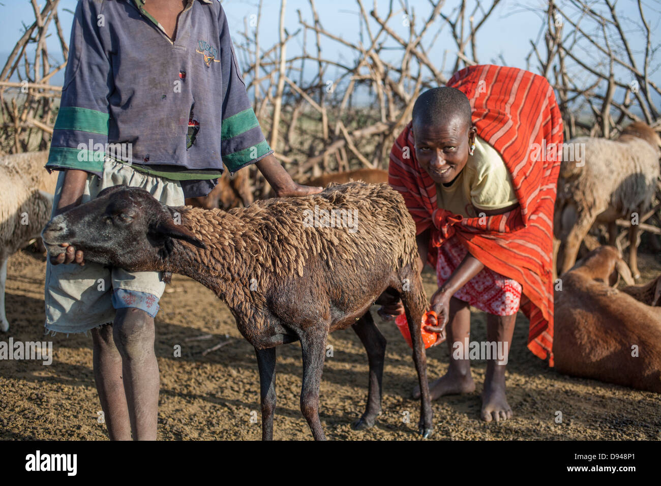 L'élevage de chèvres de la famille Massaï au Kenya Banque D'Images
