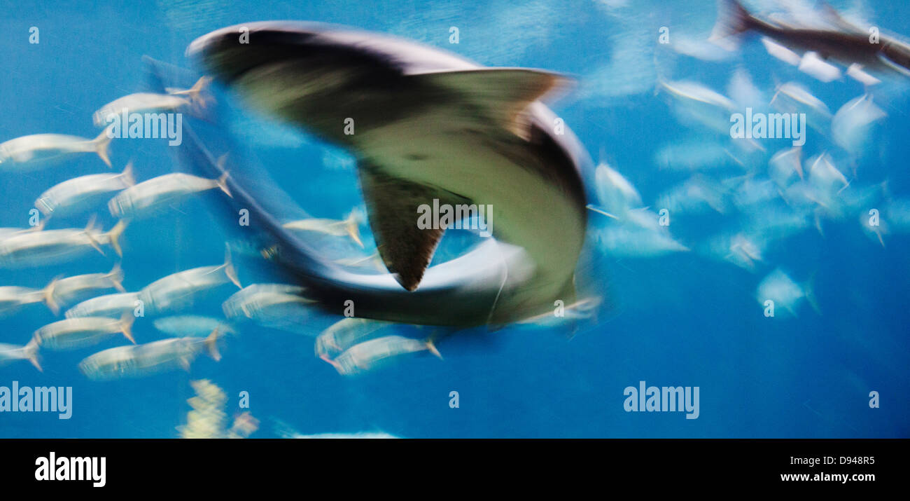 Low angle view de chasse de requins Banque D'Images
