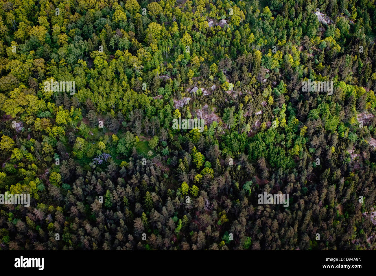 Forêt, vue aérienne, la Suède. Banque D'Images