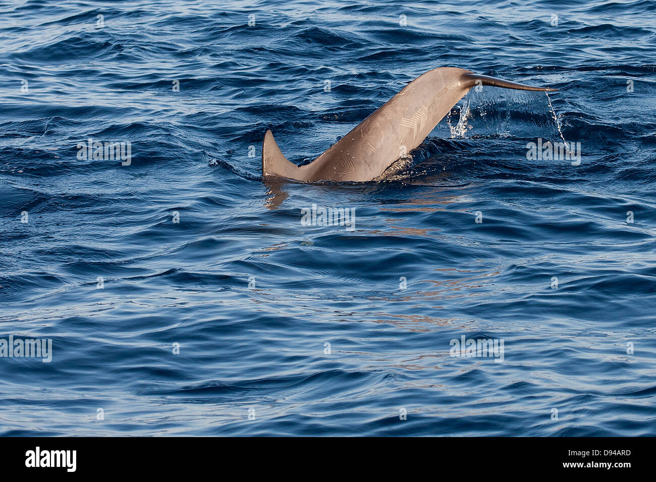 Nageoire dorsale de dolphin swimming in sea Banque D'Images