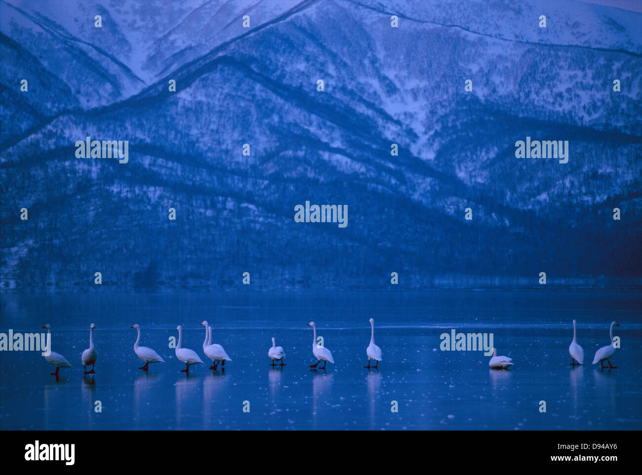 Lac des Cygnes chanteurs, Kuccharo, Hokkaido, Japon. Banque D'Images