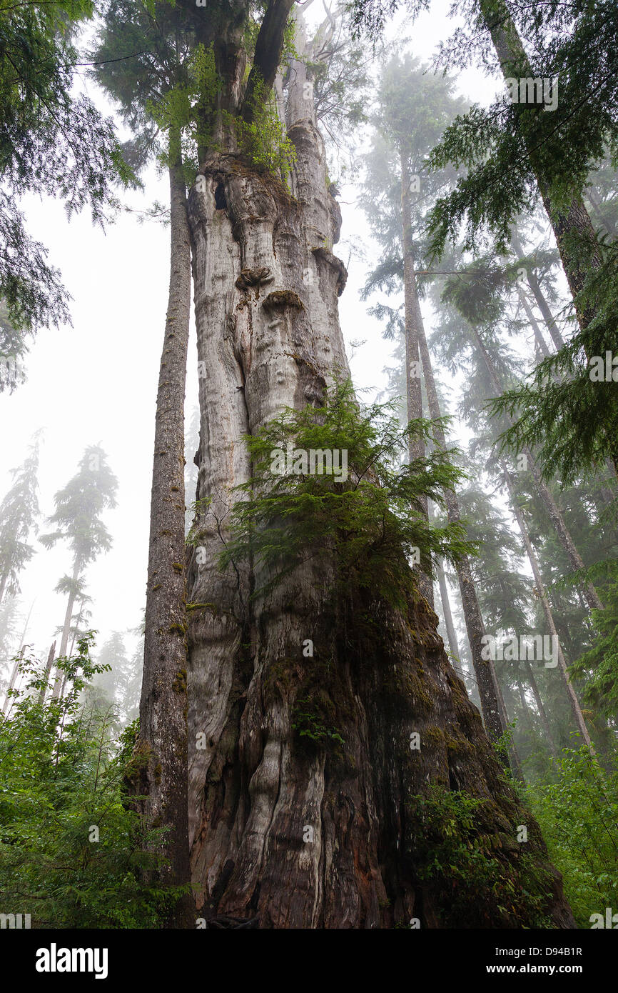 Tall Trees in forest Banque D'Images