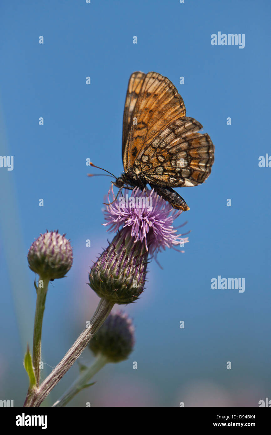 Heath Fritillary butterfly, close-up Banque D'Images