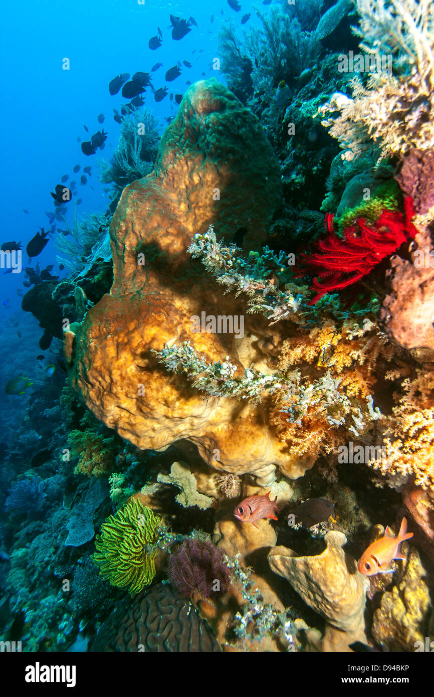 Parc national marin de Bunaken. Bunaken est située à la pointe nord de l'île de Sulawesi, Indonésie Banque D'Images