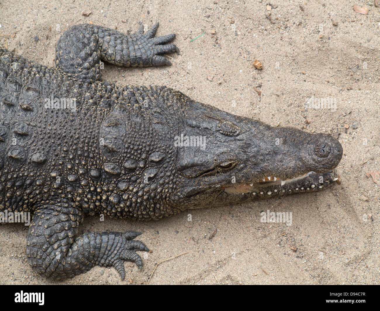 Le Crocodile beach Banque D'Images